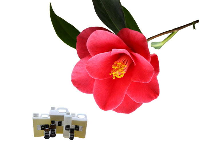 Camellia Oil