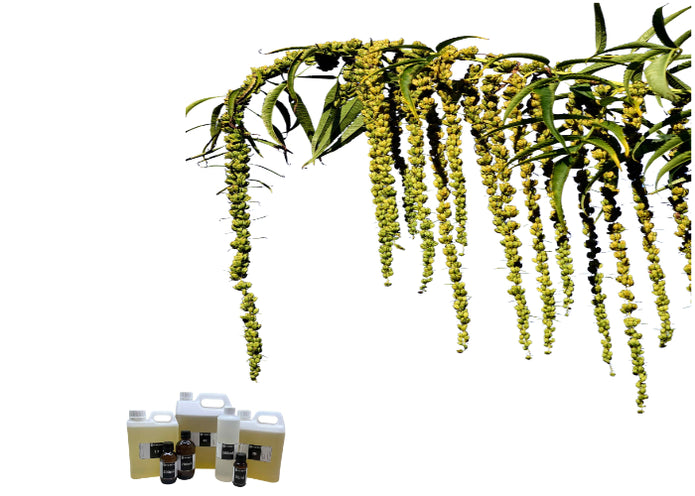 Hemp Seed Oil Virgin Organic