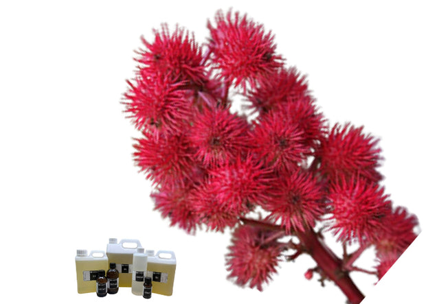 Castor Bean Oil 100% Pure