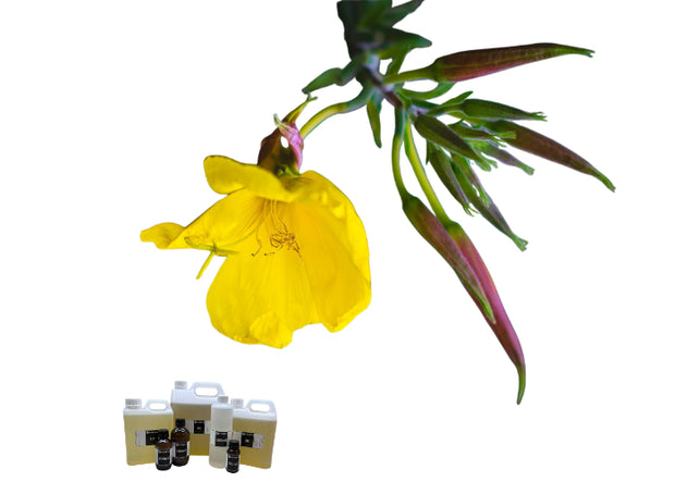 Evening Primrose Oil