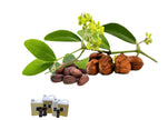 Jojoba Oil Virgin Organic Golden